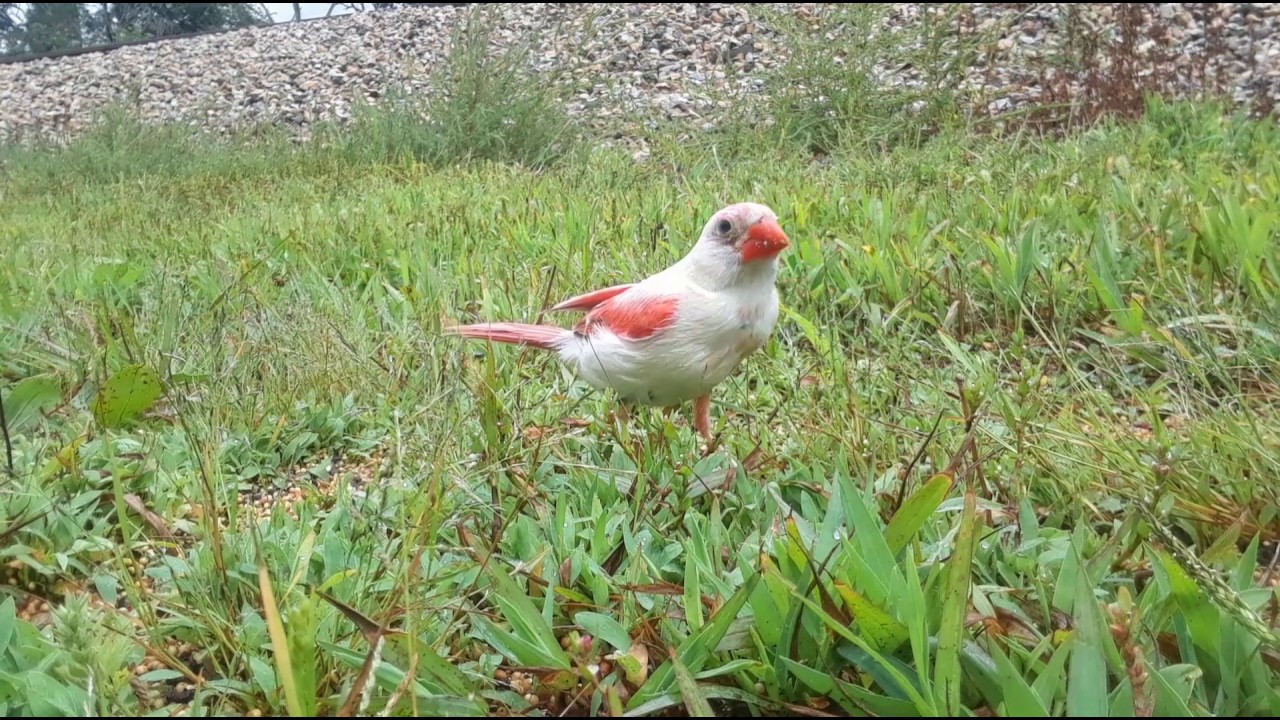 Rare WHITE Cardinal , Leucistic, Albino Cardinal - YouTube