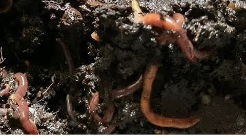 Composting with Craig Ep 139: Worms Thriving in 90 Degrees