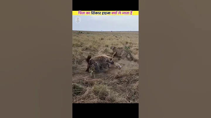 चिता का शिकार हाइना क्यों ले जाती है 😱😱