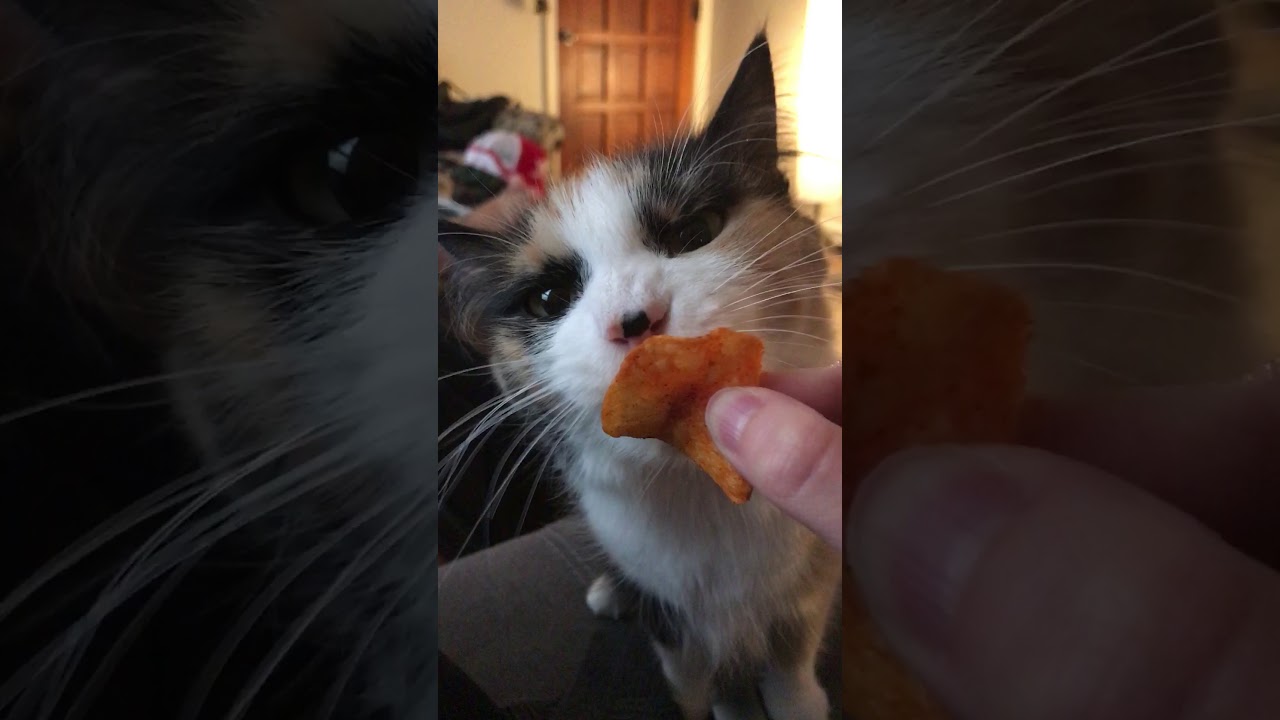 Cat licks barbecue chip. YouTube