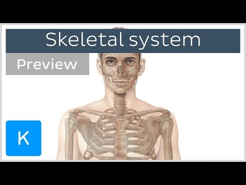 Skeletal system: axial and appendicular skeletons (preview) - Human Anatomy | Kenhub