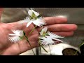 Orchides aigrette en pleine floraison