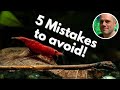  5 shrimp keeping mistakes to avoid these mistakes are most often made by new shrimp keepers