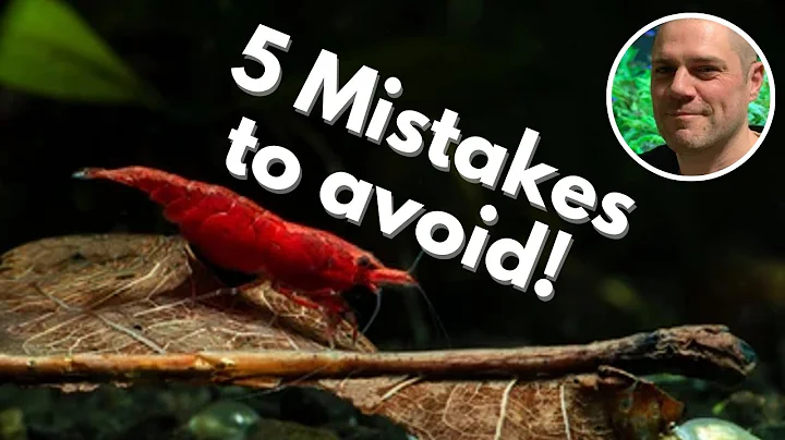 Evita questi 5 errori comuni nell'allevamento dei gamberetti!