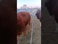 Daily life diary of a rural cattle farmer #162