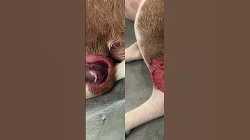 Check the pinned comment to learn more about Isabela!