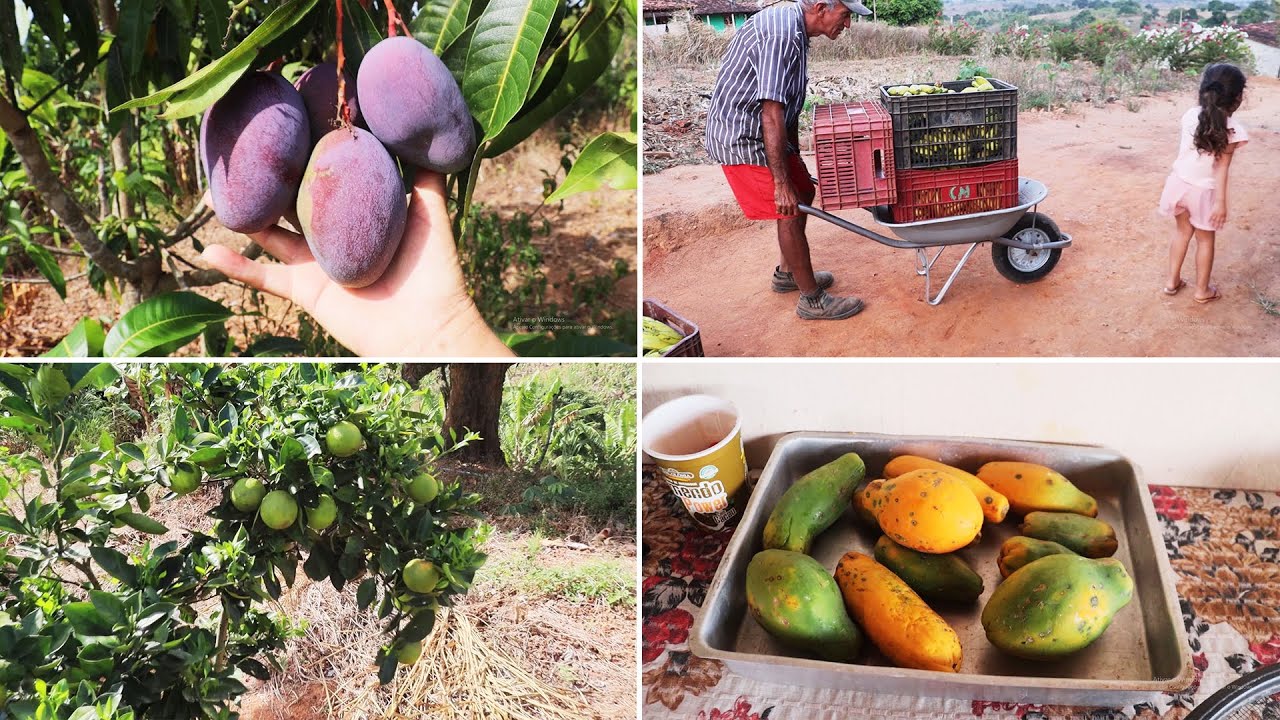 MOSTRANDO MINHA MINE HORTA E AS FRUTEIRAS 