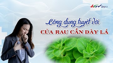 Công dụng tuyệt vời của rau cần dày lá | Thuốc quý quanh ta | Truyền hình Hậu Giang