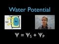Understanding Water Potential and Its Role in Biological Systems