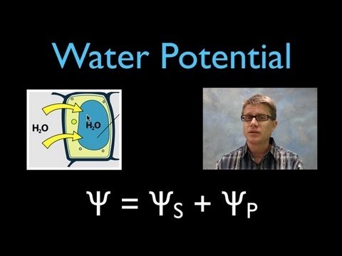 Video: Wat is die betekenis van waterpotensiaal?