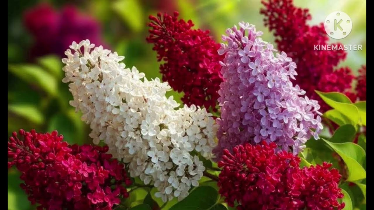 Paava Sanjalatthai Neekka Praana Nanbhar Thaan (With lyrics in my Description box )