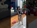 #foryou #funny #pets #shortvideo #cat #yutube