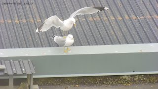 240425 seagulls, nest renovation start