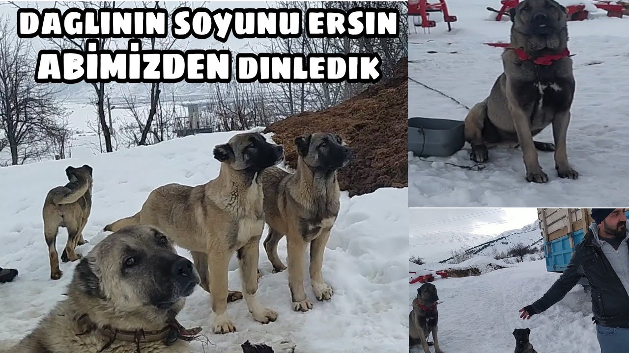 DAGLİNİN OGLUNU ZİYARET ETTİK SOYUNU ERSİN ABİMİZDEN DİNLEDİK BU