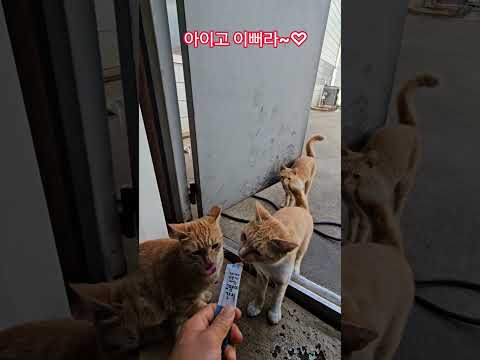 덕순이네 가족 #율무 #삼형제집사 #휴일 #부산강서구