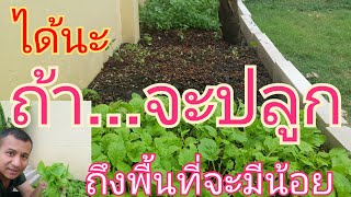 EP552| ต้อนรับพืชมงคล รีวิวรั้วบ้านกินได้- พืชผักสวนครัว