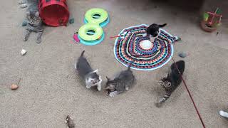 Six minutes of kittens playing 😻
