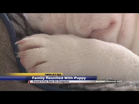 Man beats alleged thief to get dog back
