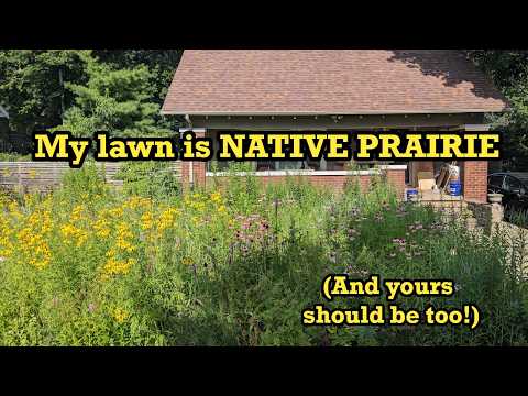 Ditch Your Water Bill: 5 Reasons Native Prairie Grass Wins