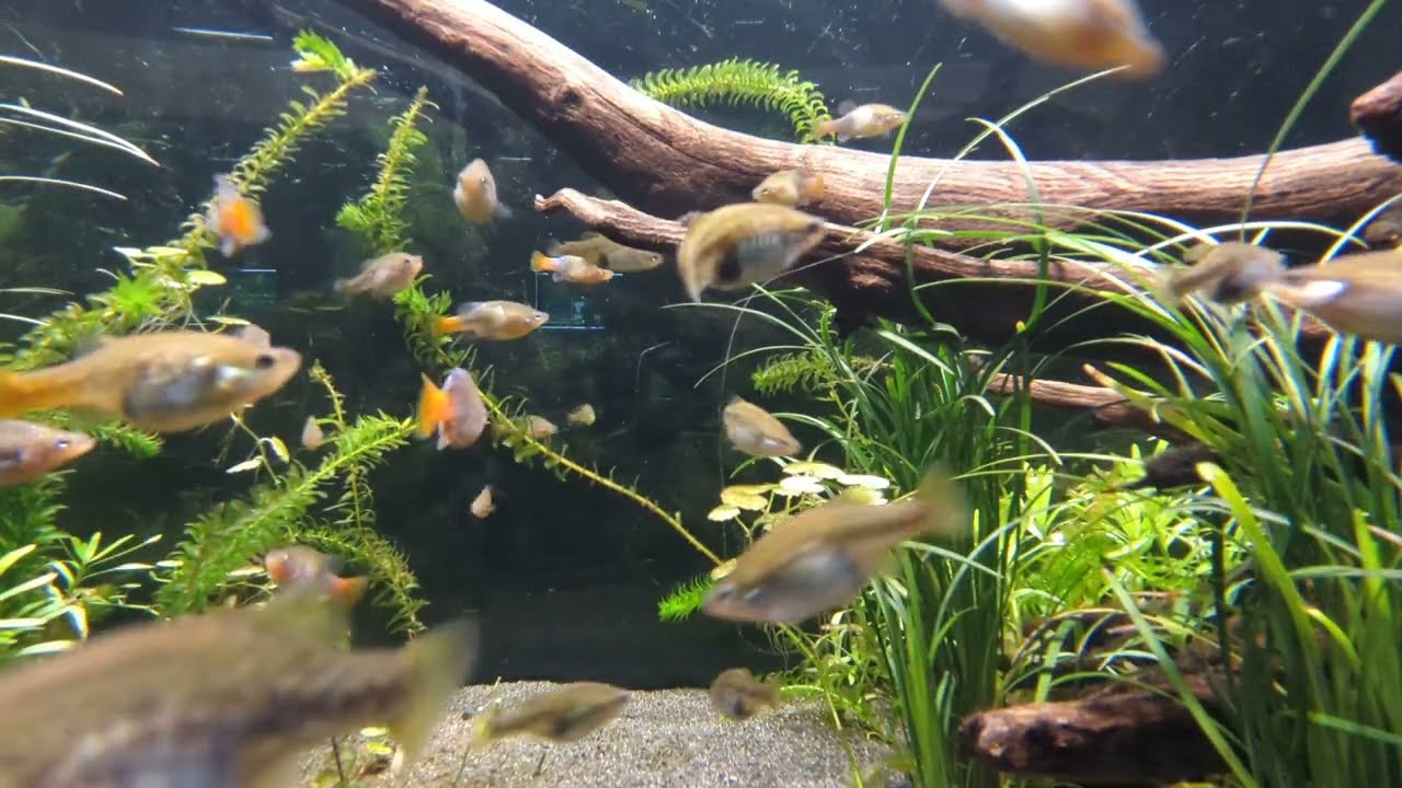 Redtail splitfin (Xenotoca eiseni), an endangered species of livebearer, exhibit at Chester Zoo