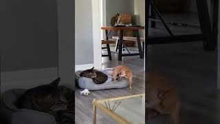 When You Try To Sleep On Your Sister Bed