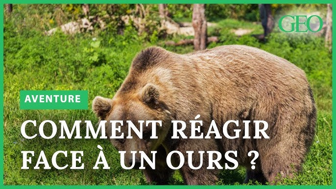 Conseils, Attaqué par un ours noir : survie 101