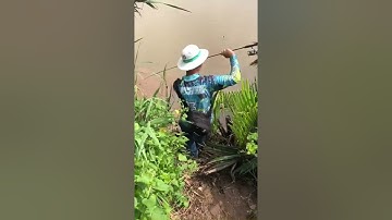 Câu cá chẽm thiên nhiên ở tân phú đông . Xém xíu nữa là đi thăm cá rồi !