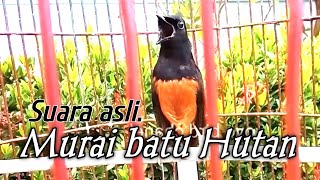 MUDA HUTAN GACOR BUKA PARUH ISIAN SUARA ALAMI BURUNG HUTAN