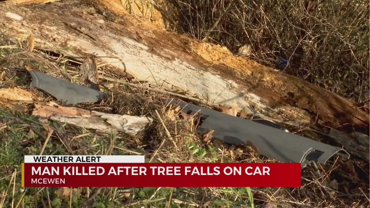 Man killed after tree falls on car in McEwen - YouTube