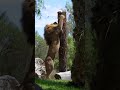 León africano #viral #tiktok #shorts #leon #lion