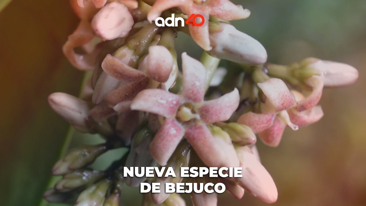 Nueva especie se encontró en Oaxaca