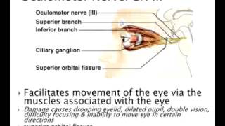 Chapter 21 Brain Part 3