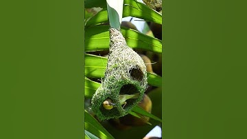 1009 Unbelievable Weaver Bird Build nest  Bird Constructions