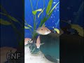 New aqua Fish Orange Cromides #finsandfeathersaquaria #exoticaquariumfish #aquarium #trending #fish