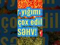 Pomidor yığımı zamanı edilən 5. səhv. #agromk #parnik #parnik #istixana #pomidor