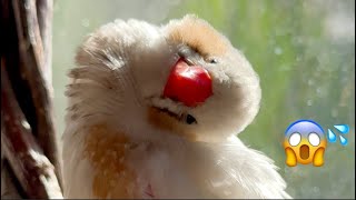 Funny & Cute Zebra Finches ✨ They always make me smile and  awww