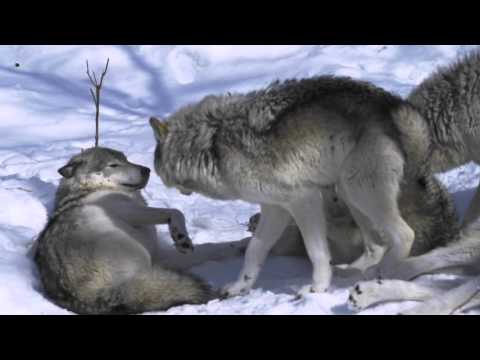 Video: Tidur Dengan Serigala Di Parc Omega Kanada