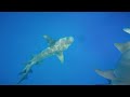 Swimming With Nurse Sharks - AMAZING Once In A Lifetime Experience