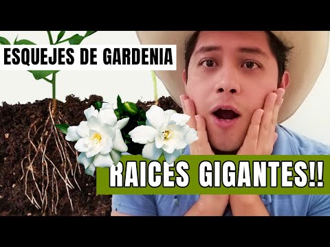 Video: Cómo propagar gardenias: cultivar gardenias a partir de esquejes