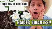 Cómo reproducir el Jazmín del Cabo o Gardenia por esquejes - YouTube