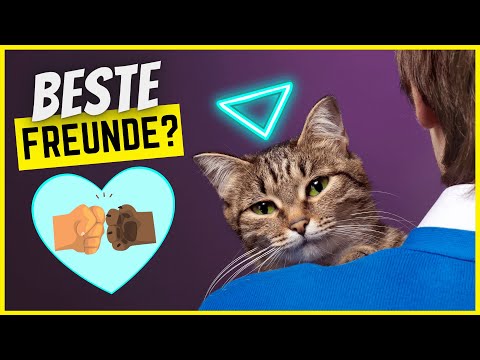 Video: Eine Katze anfreunden