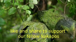 Its Real Kakapo Hours! screenshot 1
