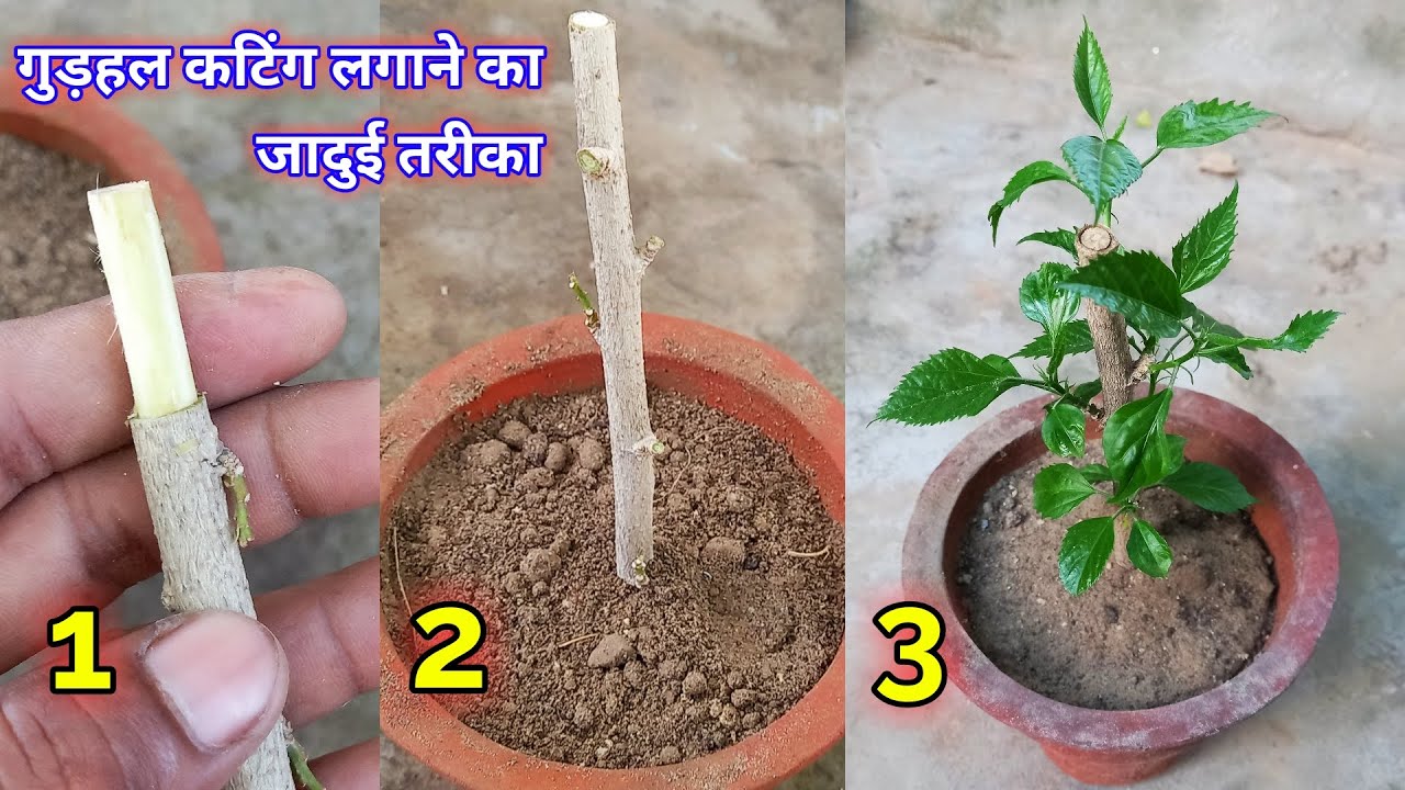 गुड़हल कटिंग लगाने का जादुई तरीका । gudhal cutting kaise lagaye