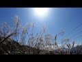 龍山 • 流水響 • 聯和墟 2021.12.04