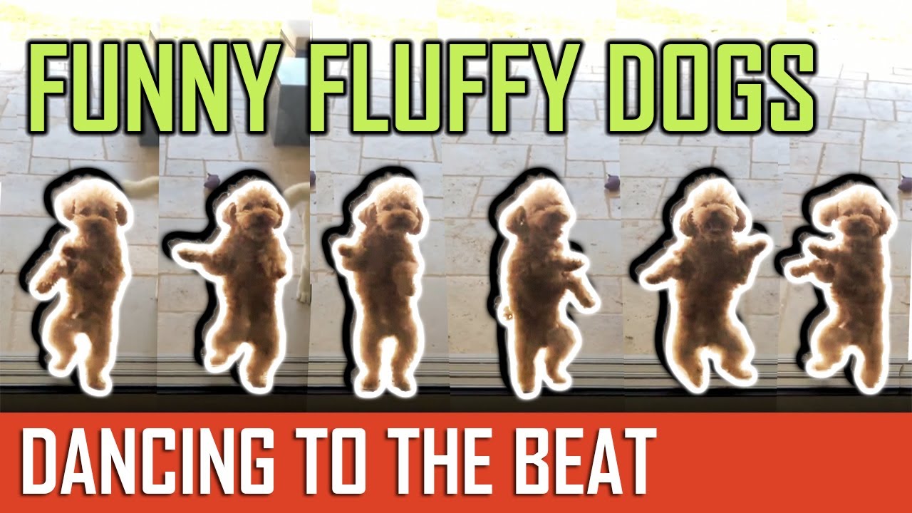 Best Puppy Dancing Compilation 2019 From Tik Tok! (Amazing! Dance to