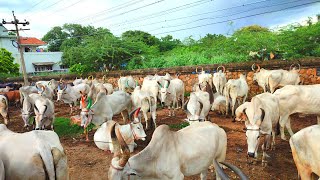 ஜோடி காளைகள் சந்தை லட்சங்களில் விலை போகும் காங்கேயம் காளைகள்  |  பாகம் 2 | mysteryofvillage |