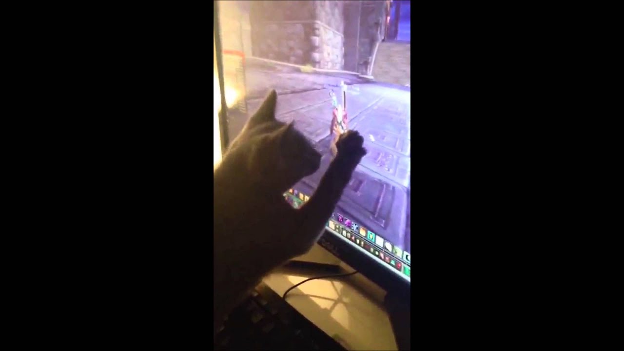 Russian Blue cat playing World of Warcraft