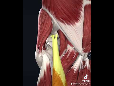 عضلات الرجل الامامية  و كل تفاصيلها