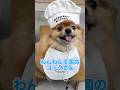 コックさんになったポメラニアン🐶🧑‍🍳