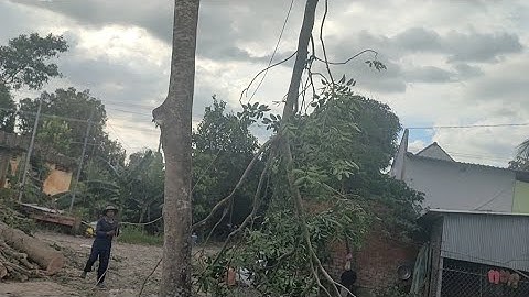 Cưa cây xà cừ nghiêng vào nhà ,Cưa cây kỹ thuật cao